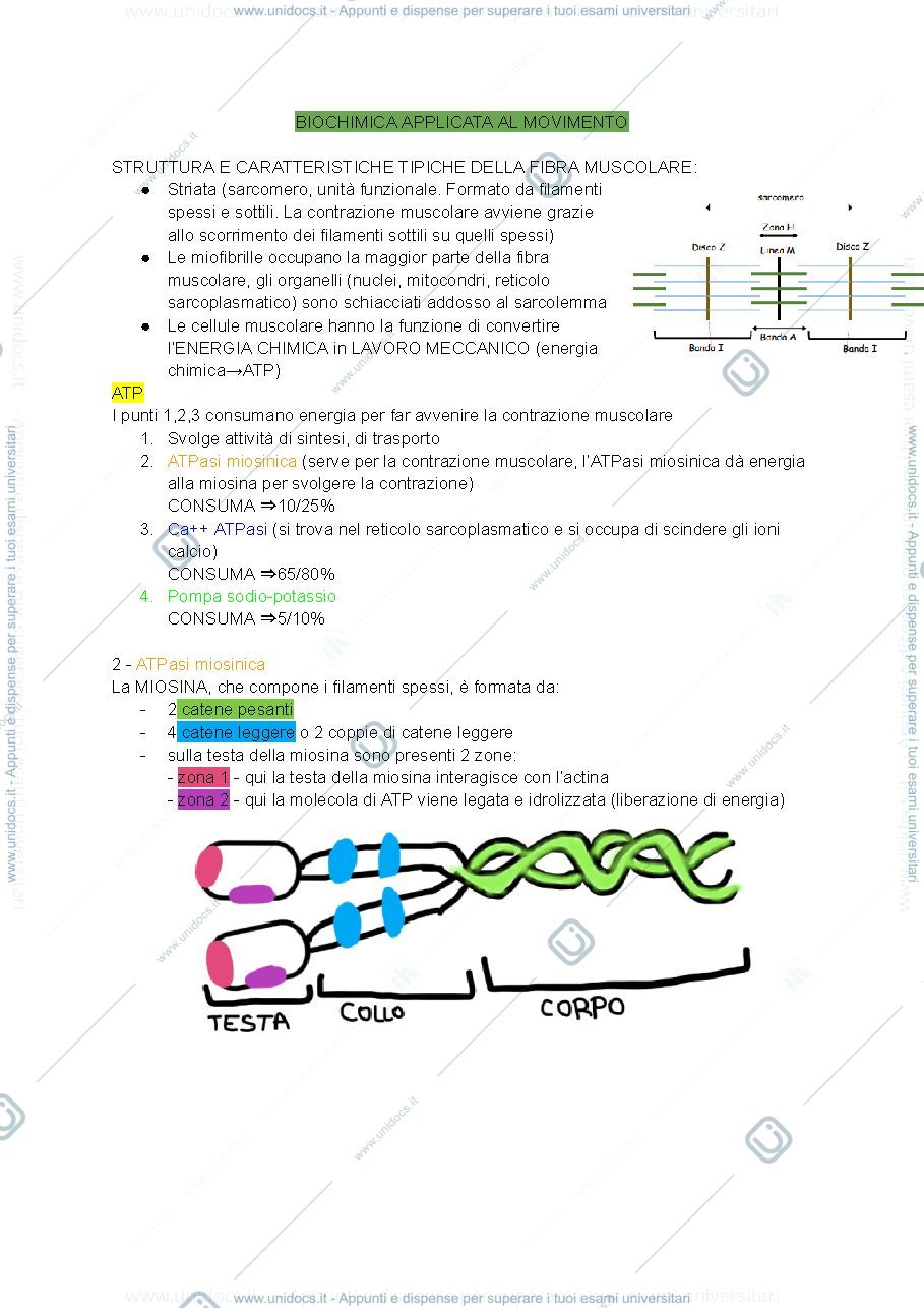 Anteprima pagina 1 — Biochimica applicata al movimento 