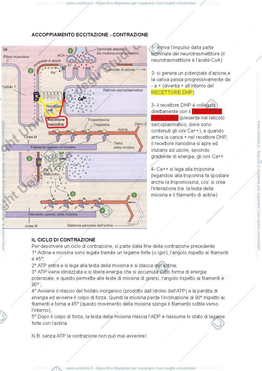 Anteprima pagina 2 — Biochimica applicata al movimento 