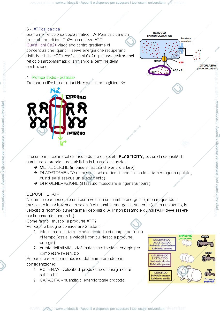 Anteprima pagina 3 — Biochimica applicata al movimento 