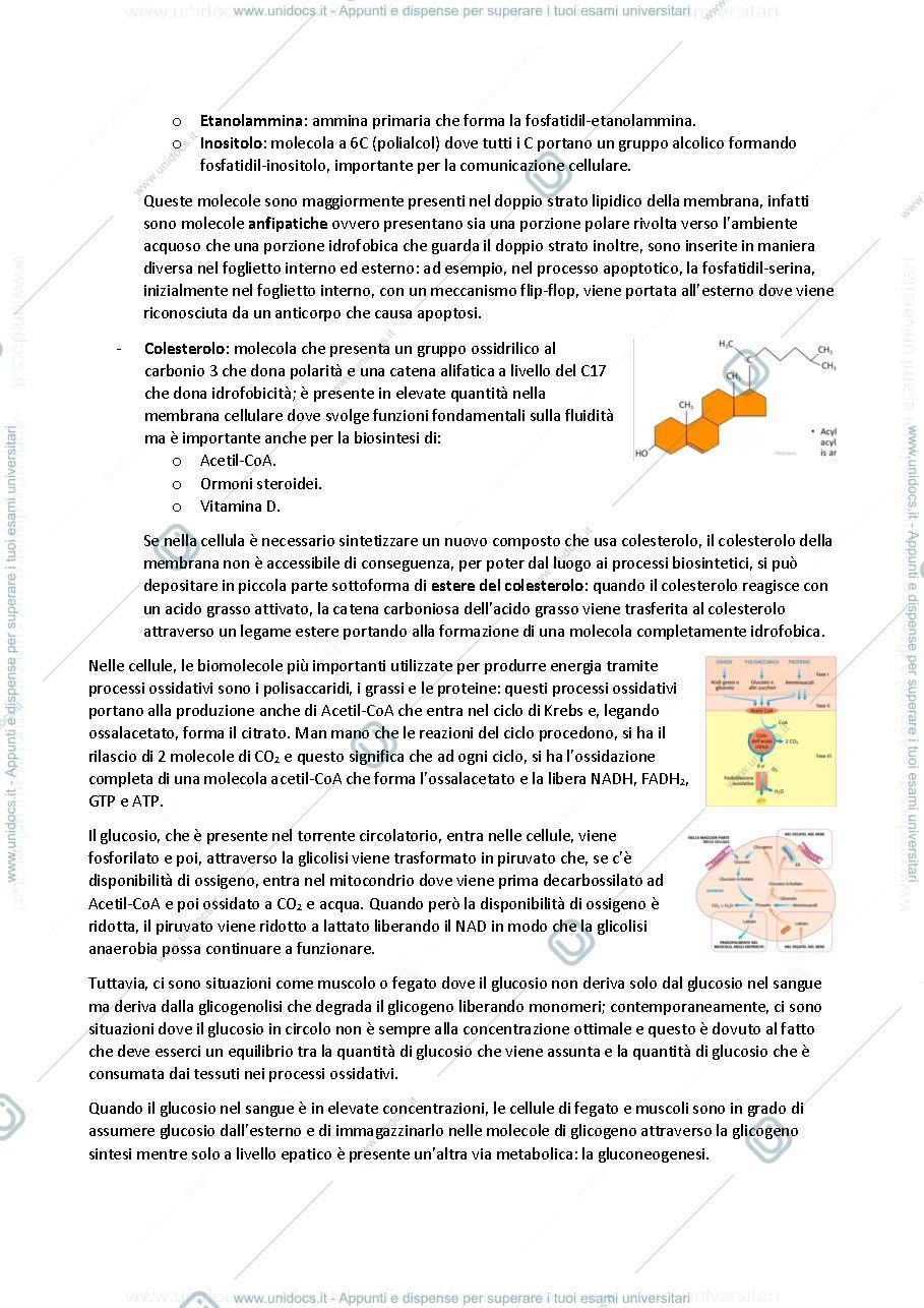 Anteprima pagina 3 — BIOCHIMICA AVANZATA 20/21