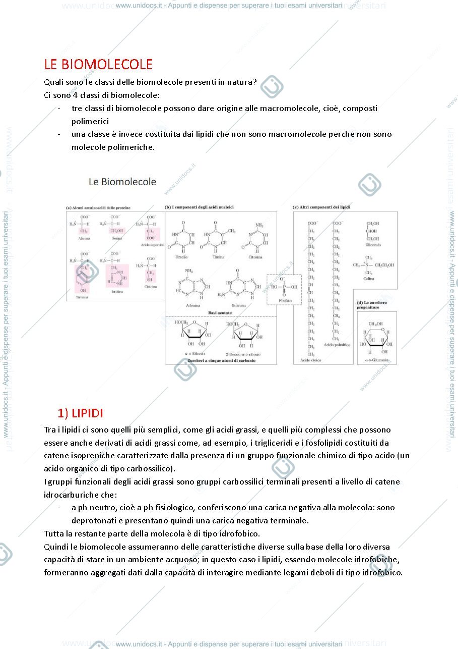 Anteprima pagina 2 — lezione Biochimica 18/09/2024