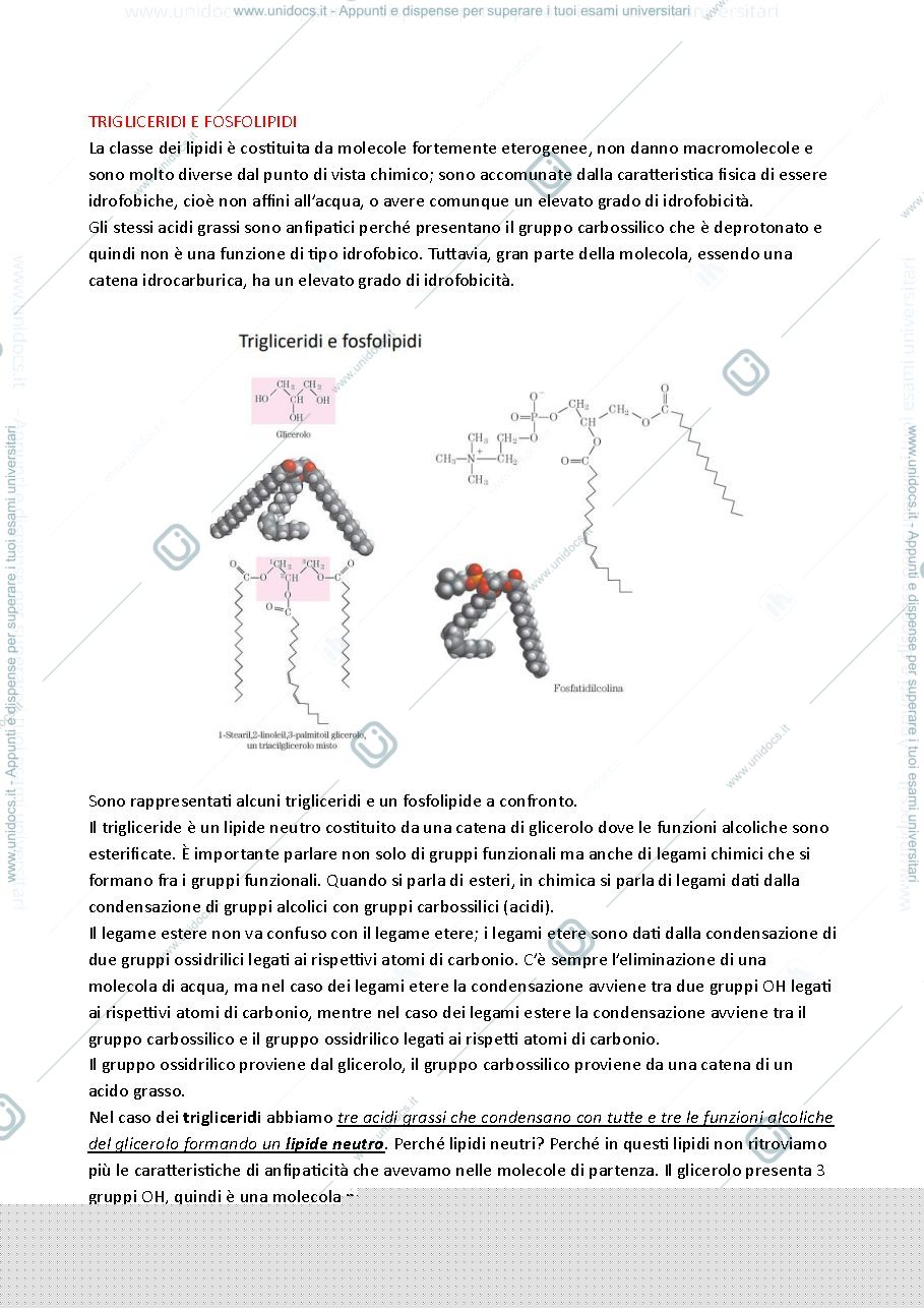 Anteprima pagina 3 — lezione Biochimica 18/09/2024
