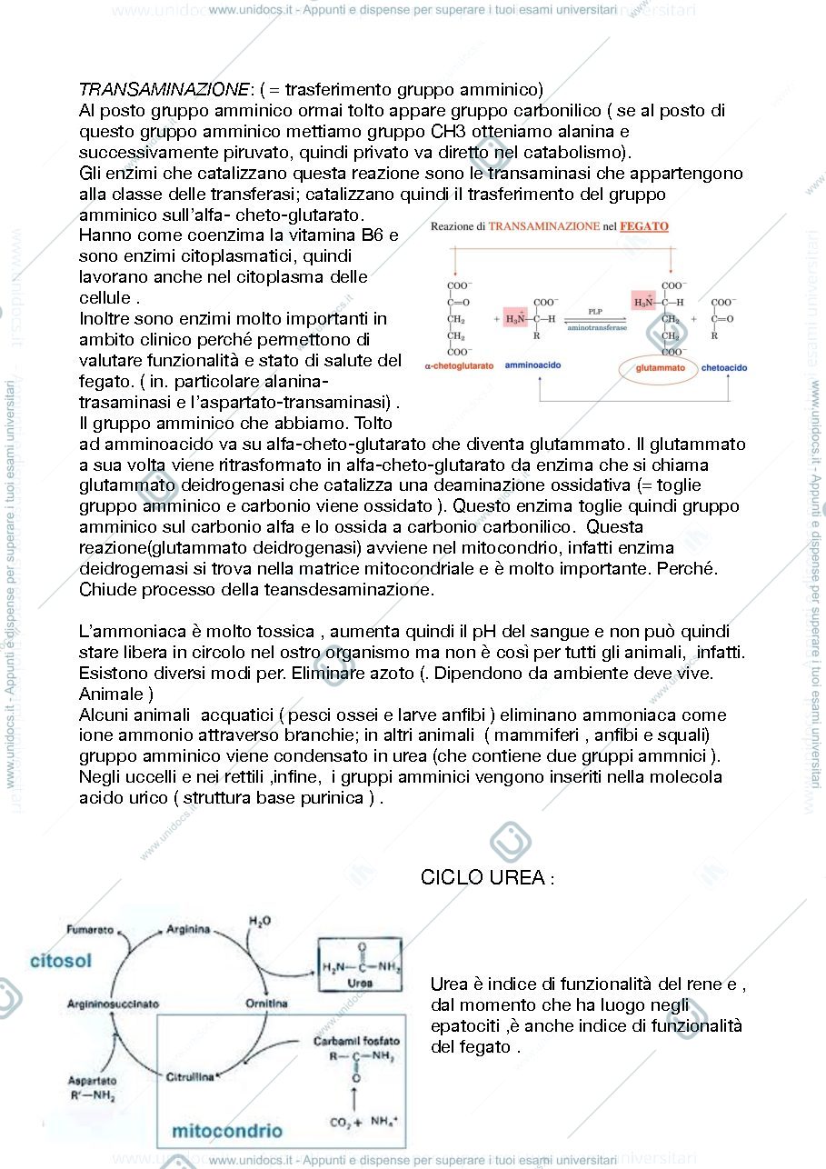 Anteprima pagina 2 — biochimica clinica