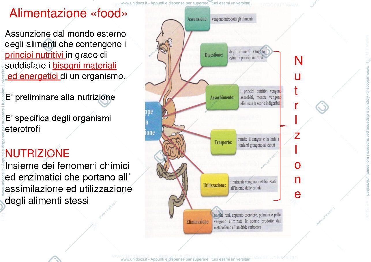 Anteprima pagina 2 — I nutrienti ed il metabolismo energetico