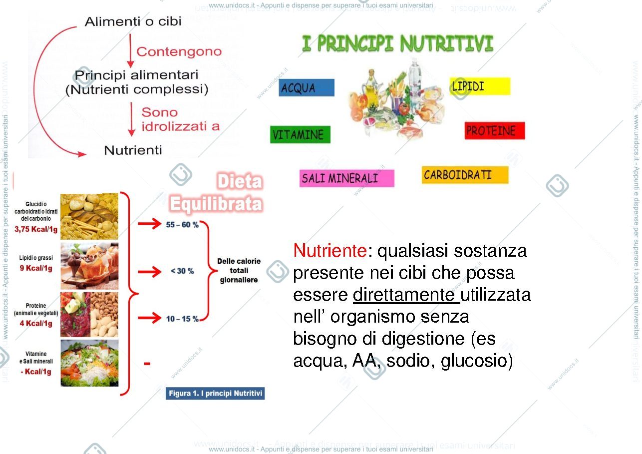 Anteprima pagina 3 — I nutrienti ed il metabolismo energetico