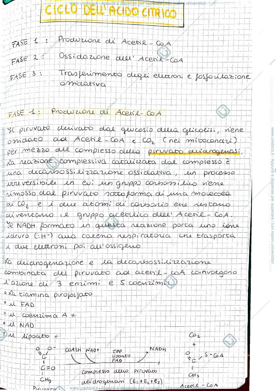 Anteprima pagina 1 — Ciclo di krebs