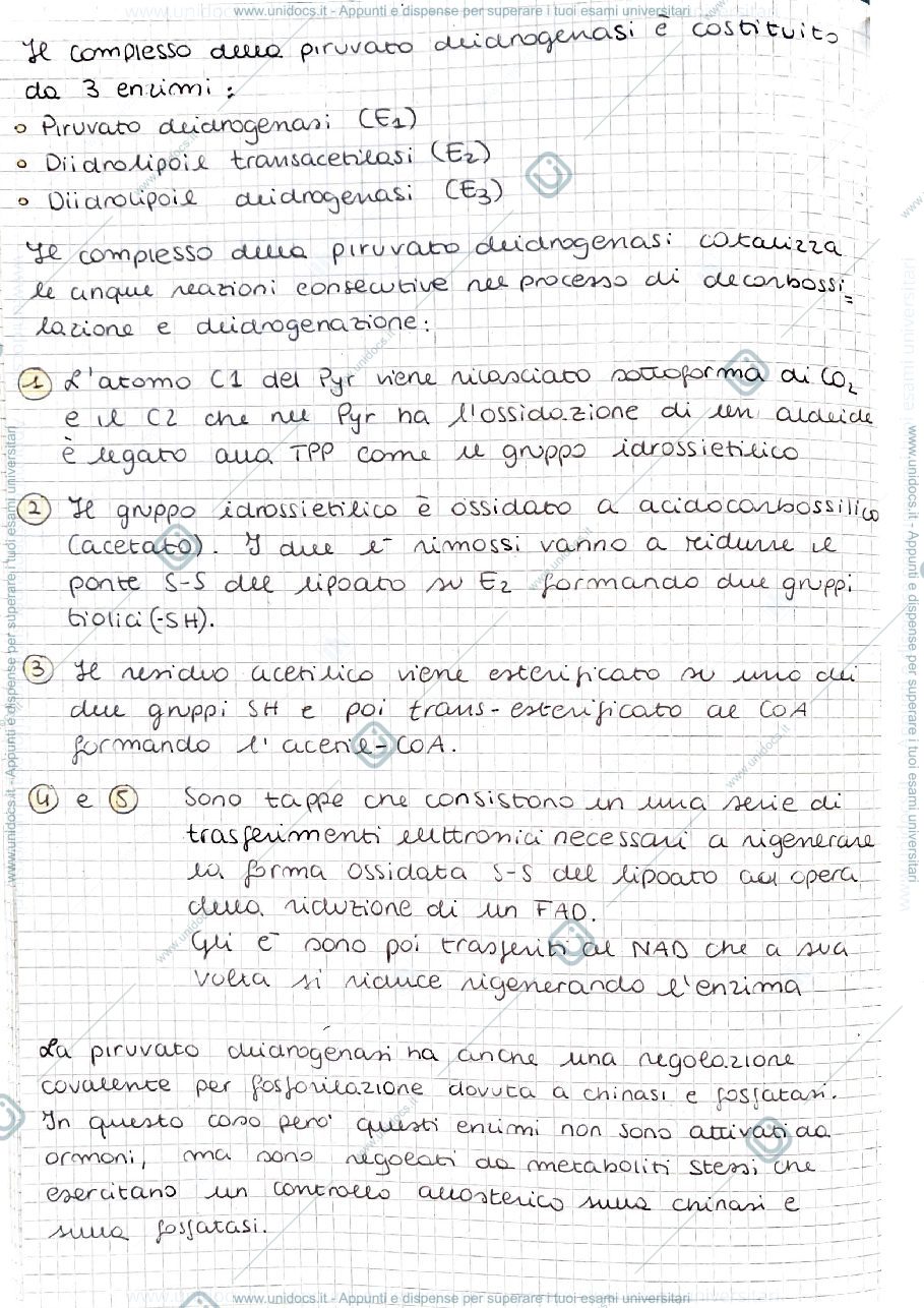 Anteprima pagina 2 — Ciclo di krebs