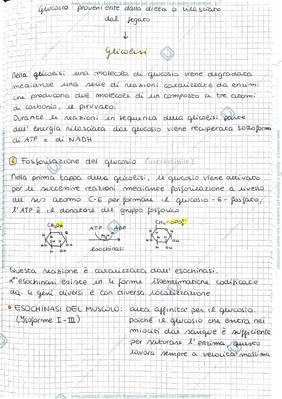 Anteprima pagina 1 — Glicolisi