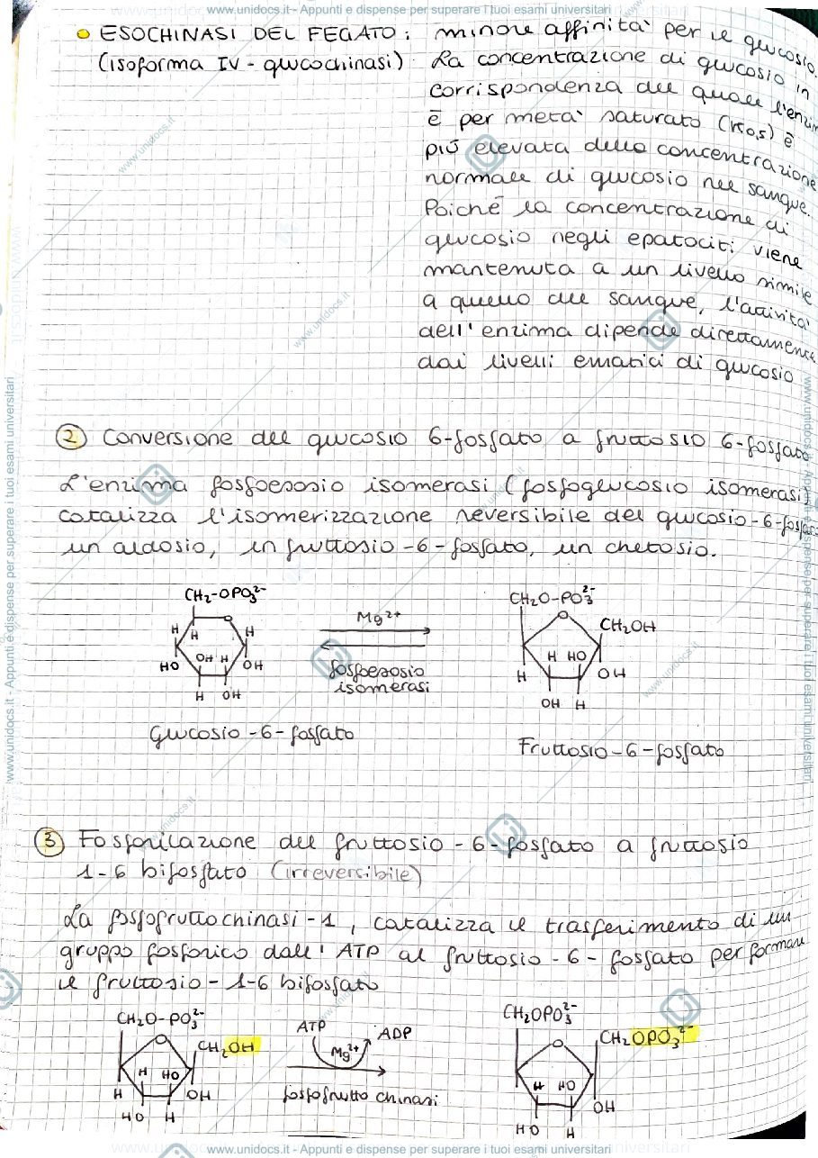 Anteprima pagina 2 — Glicolisi