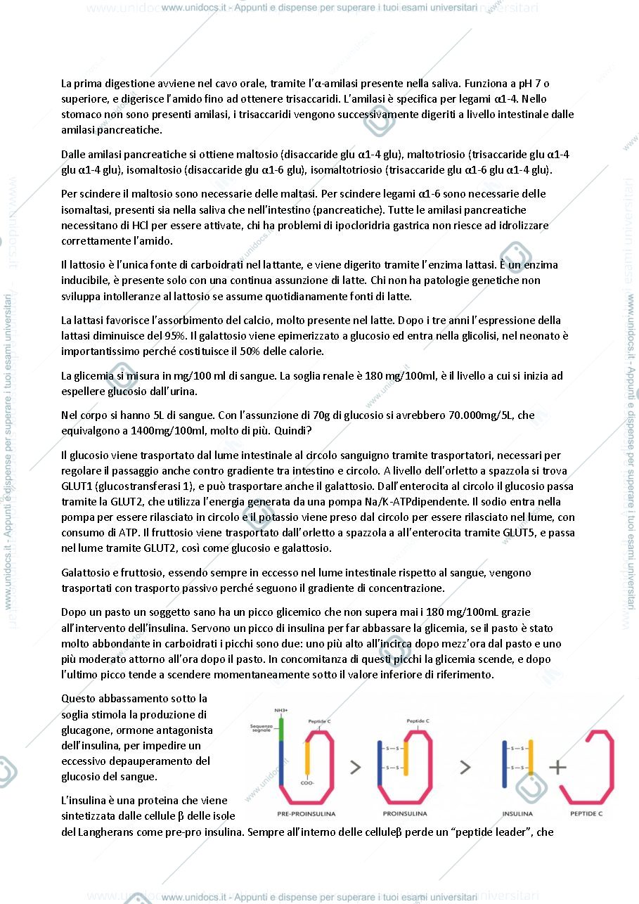 Anteprima pagina 2 — Biochimica delle malattie metaboliche -modulo 2, prof Ghidoni e Paroni