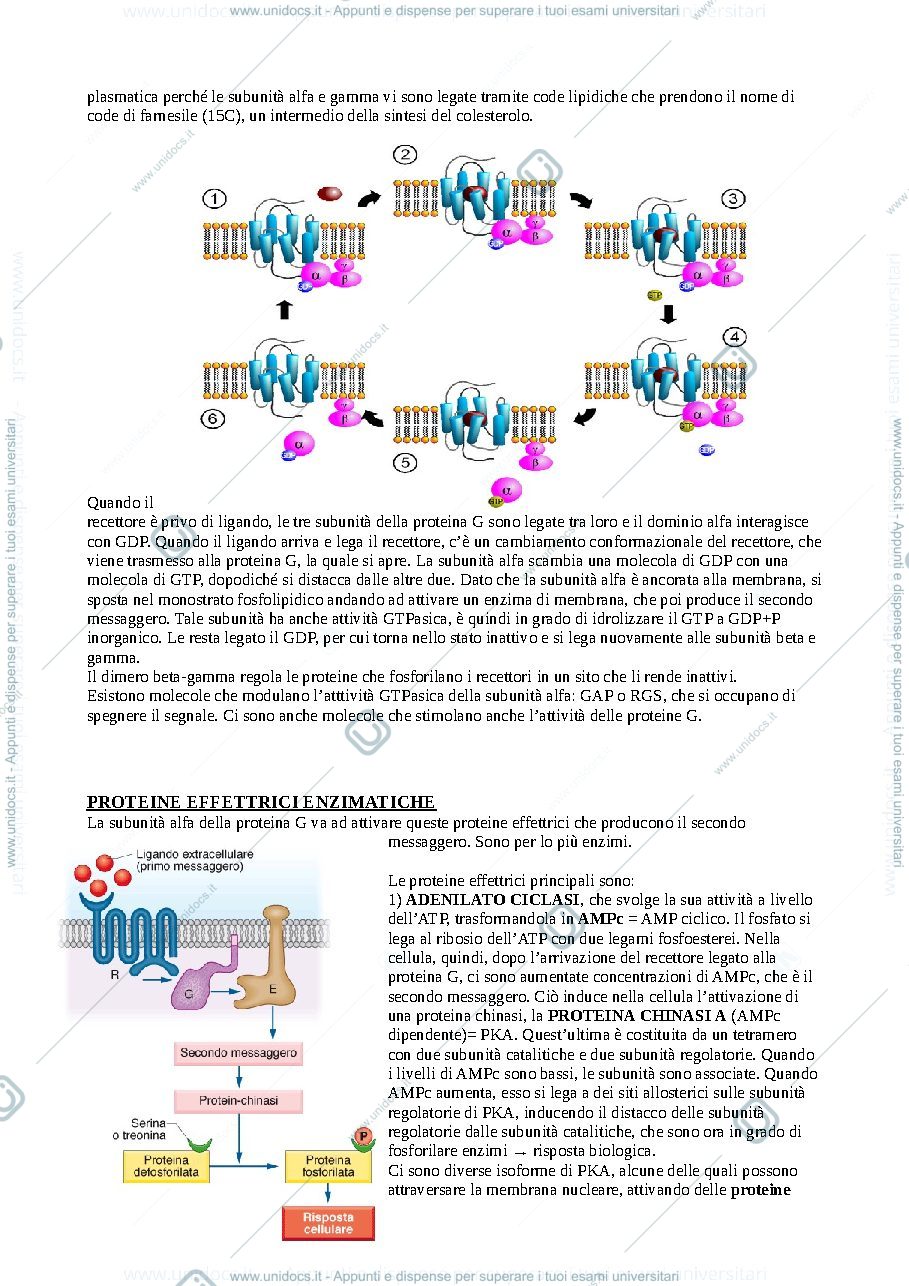 Anteprima pagina 4 — biochimica comunicazione cellulare 