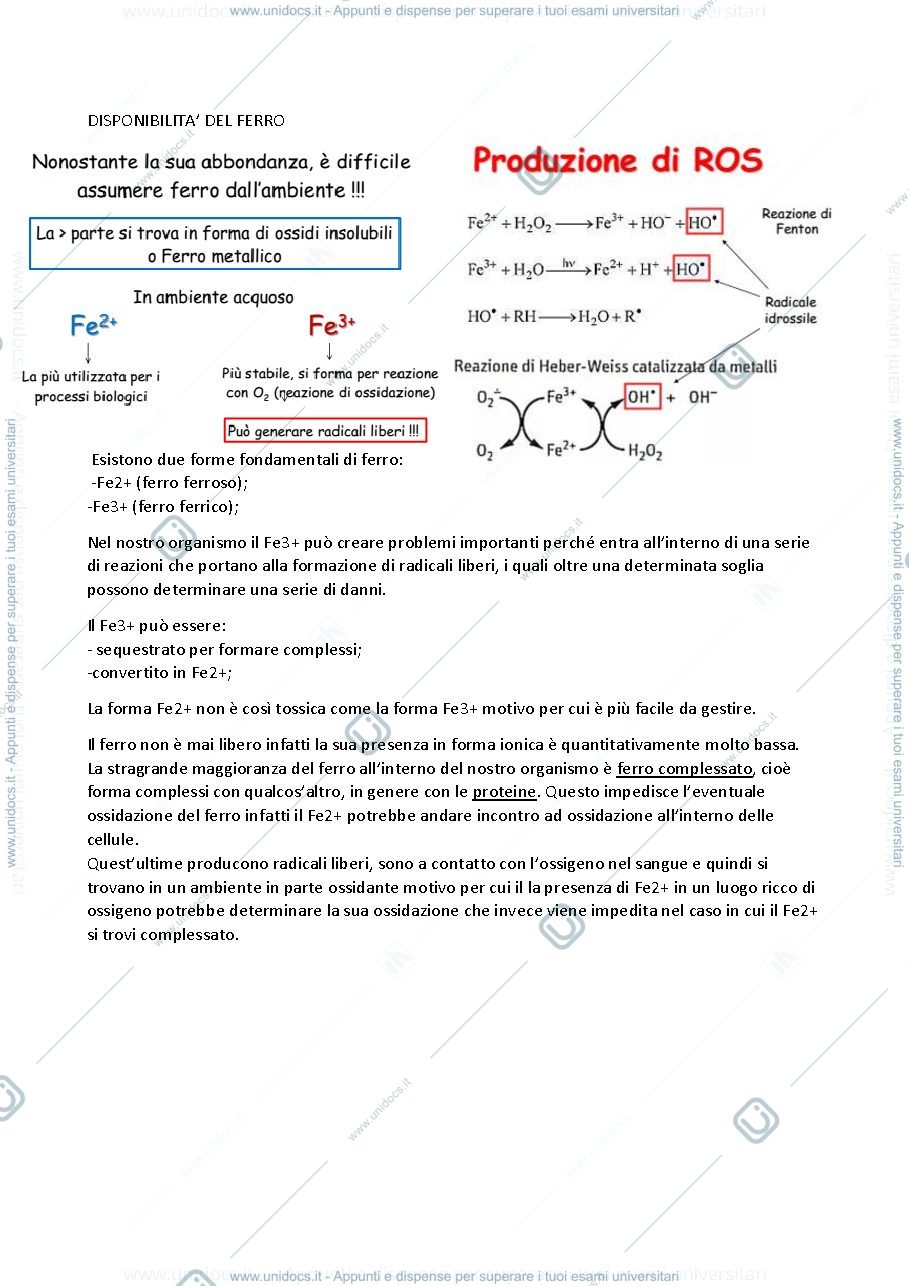 Anteprima pagina 2 — metabolismo del ferro