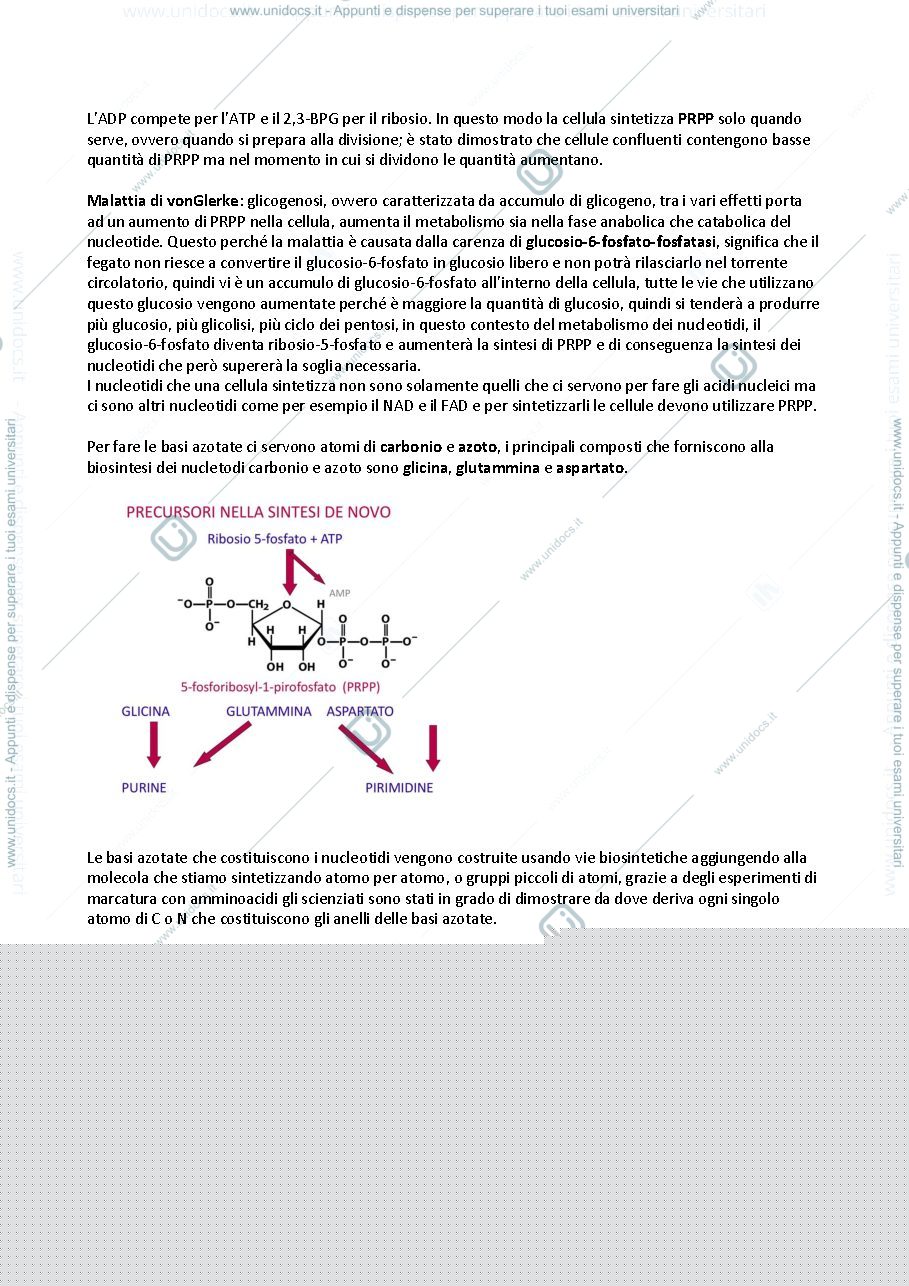Anteprima pagina 2 — Sintesi degli acidi nucleici 