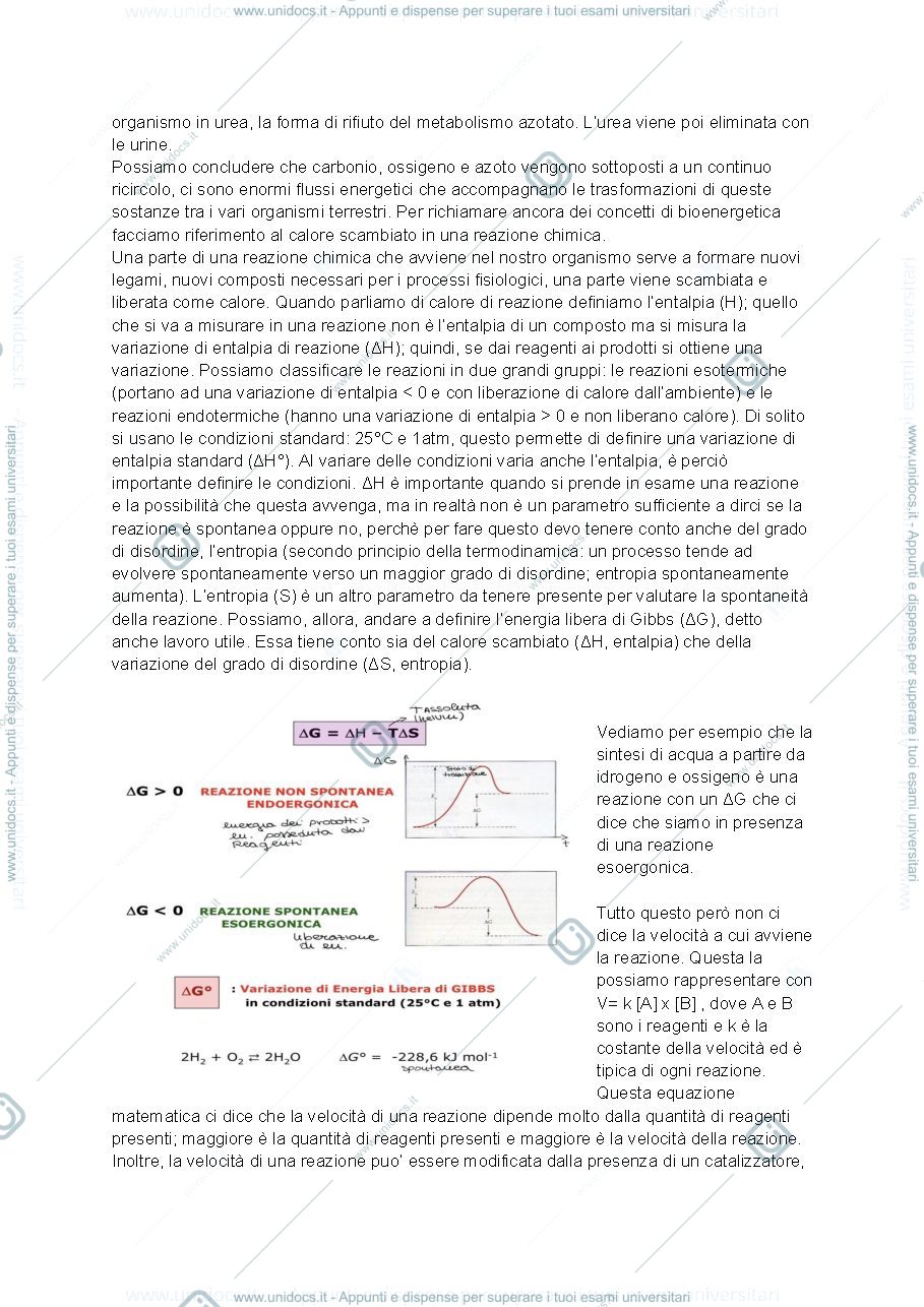 Anteprima pagina 5 — Metabolismo