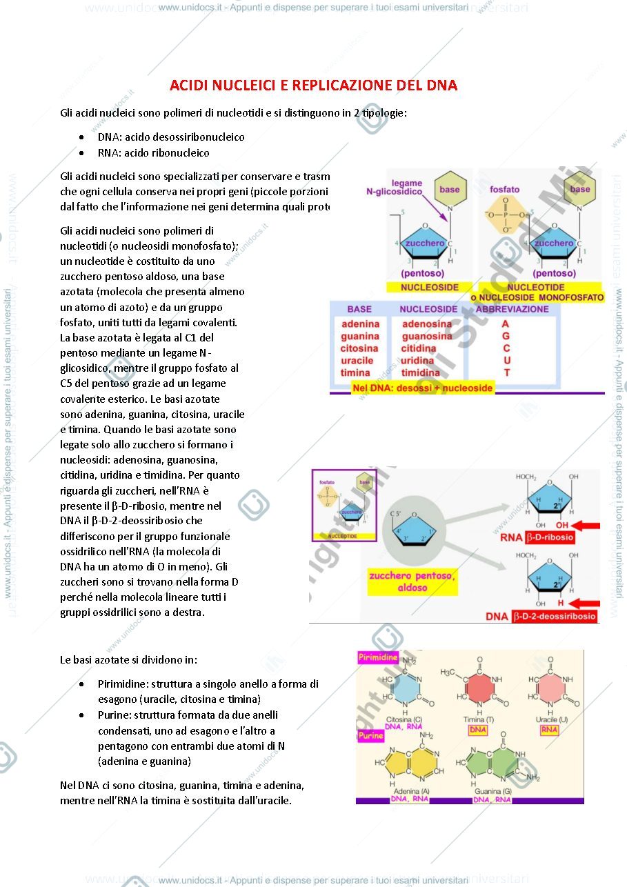 Anteprima pagina 1 — Acidi nucleici e replicazione del DNA - biochimica generale e molecolare