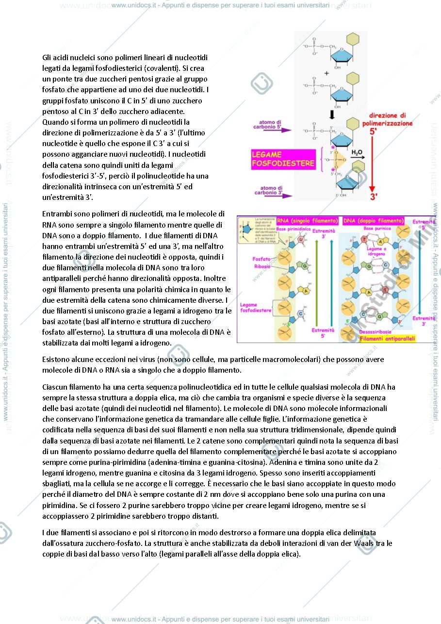 Anteprima pagina 2 — Acidi nucleici e replicazione del DNA - biochimica generale e molecolare