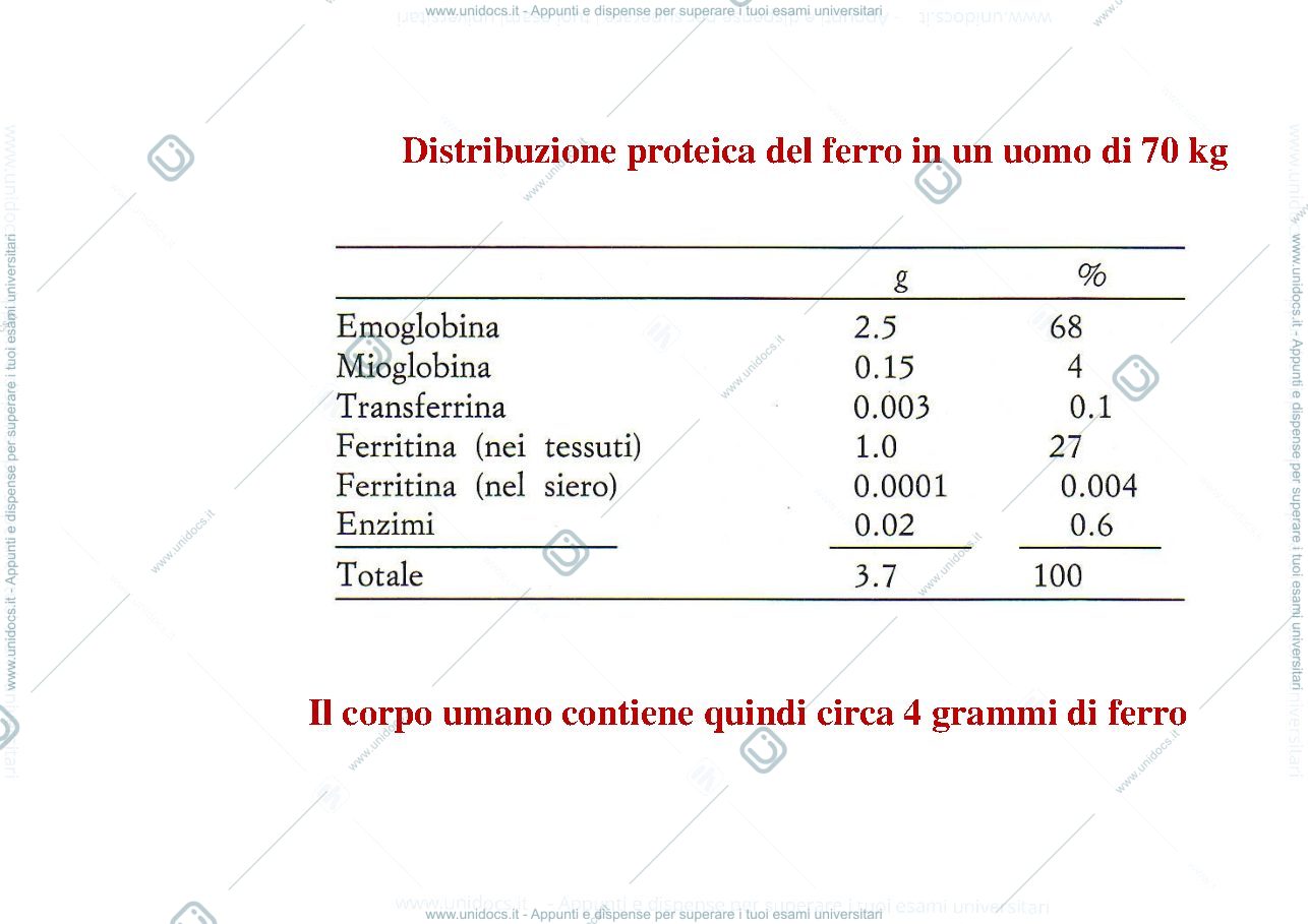 Anteprima pagina 4 — Omeostasi_del_Ferro_e_porfirie