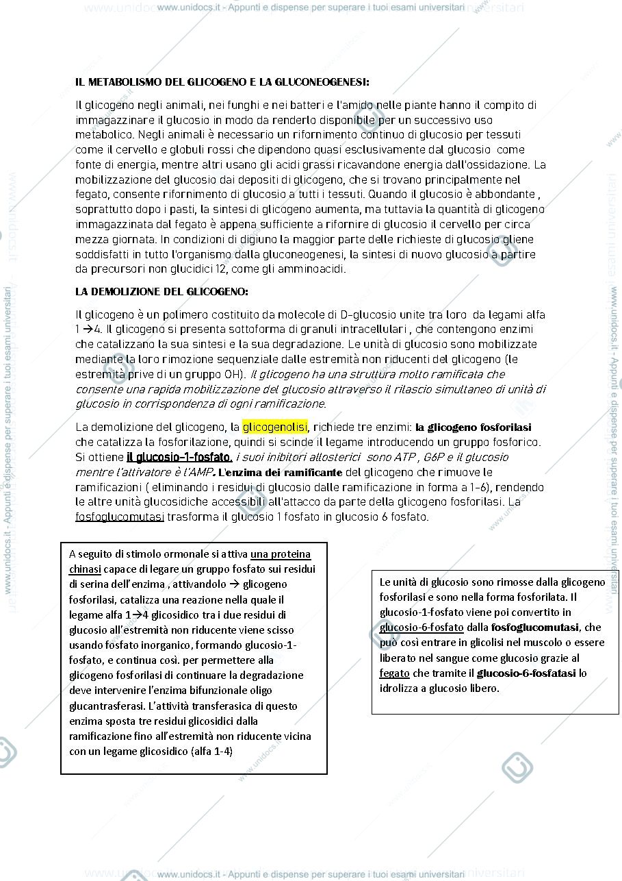 Anteprima pagina 1 — glicogeno