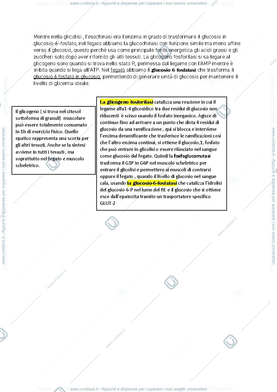 Anteprima pagina 2 — glicogeno