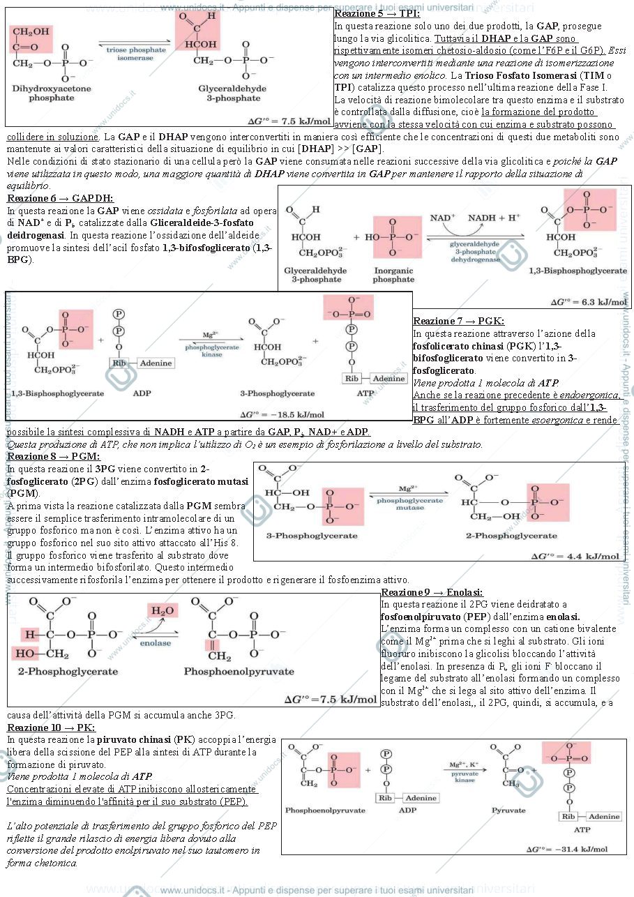Anteprima pagina 2 — Vie metaboliche