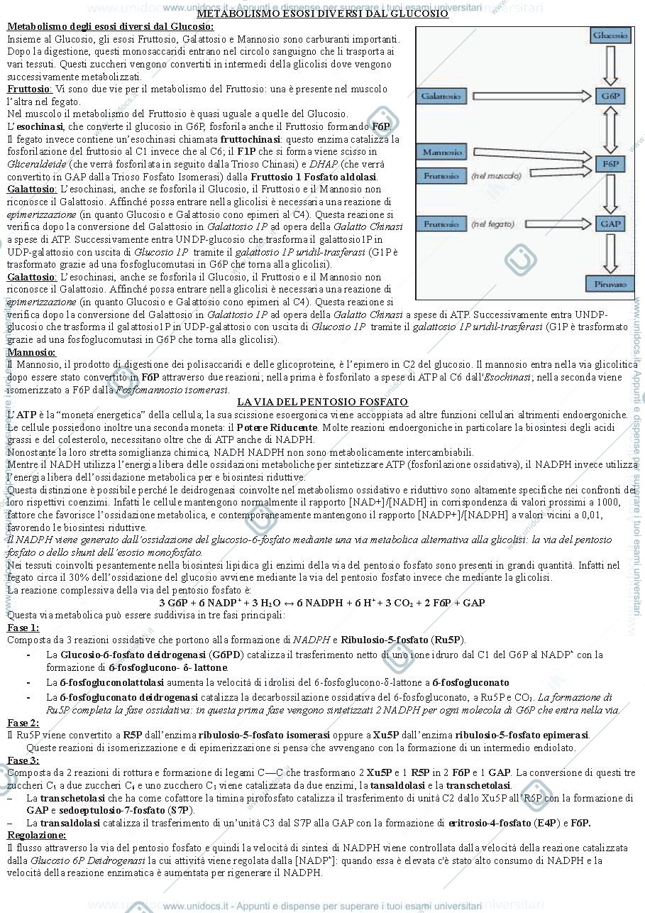 Anteprima pagina 3 — Vie metaboliche