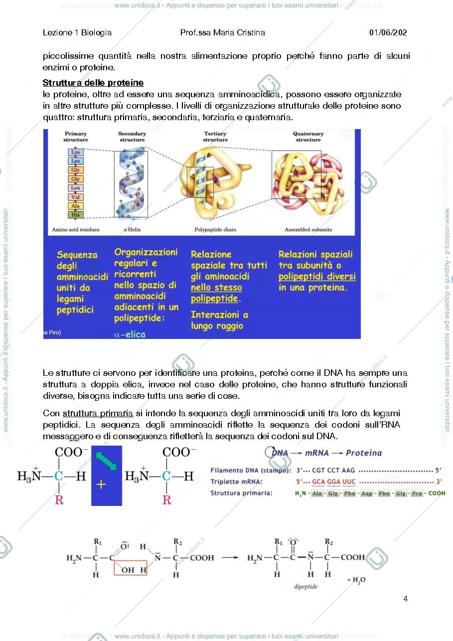 Anteprima pagina 4 — Bio molecolare