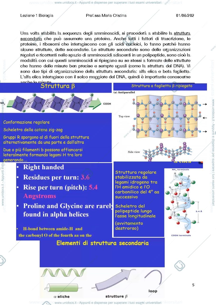Anteprima pagina 5 — Bio molecolare
