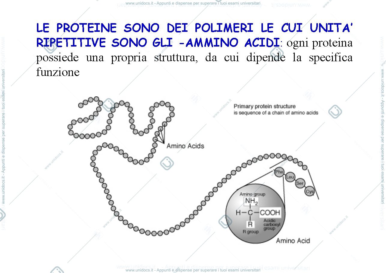 Anteprima pagina 1 — Amminoacidi e proteine 