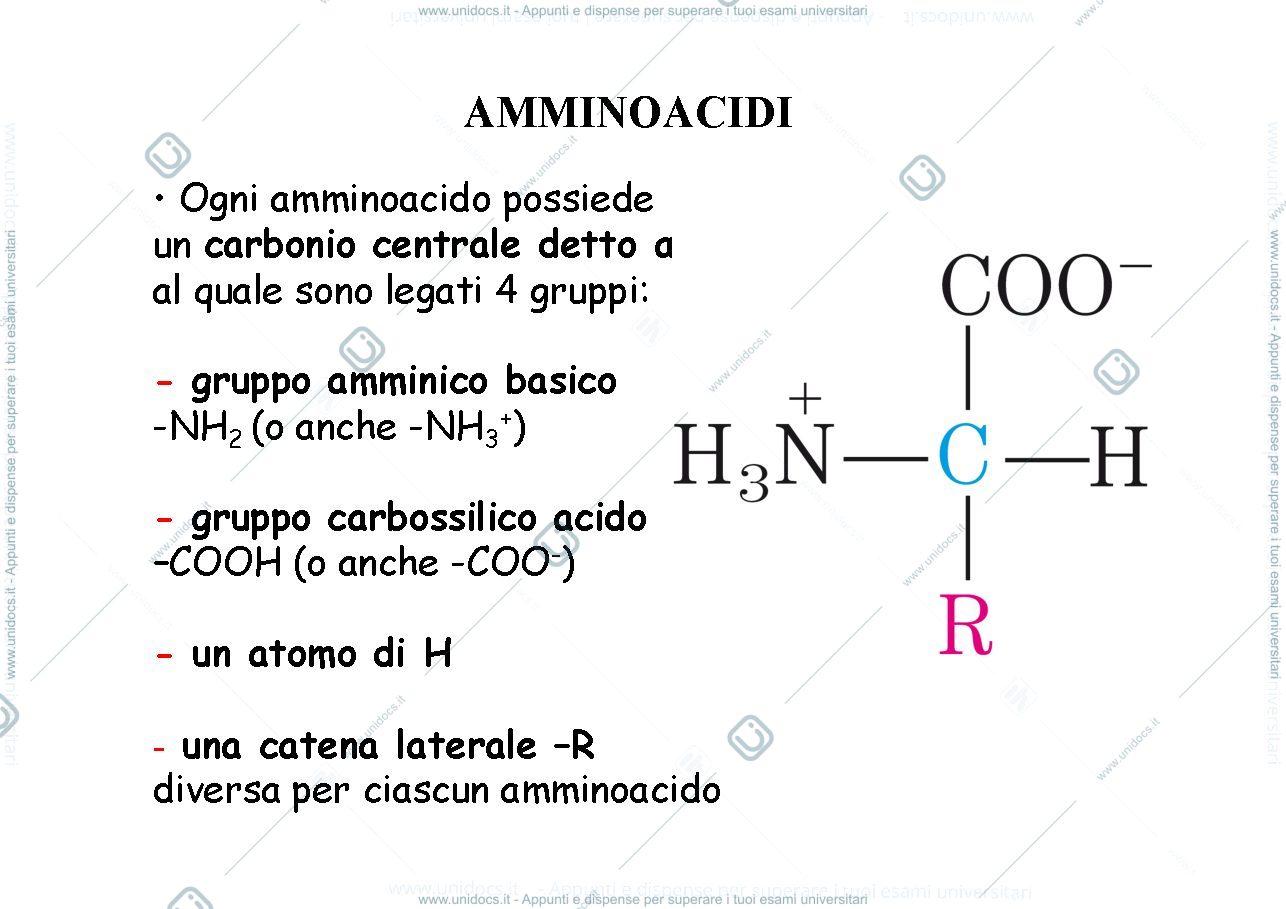 Anteprima pagina 3 — Amminoacidi e proteine 