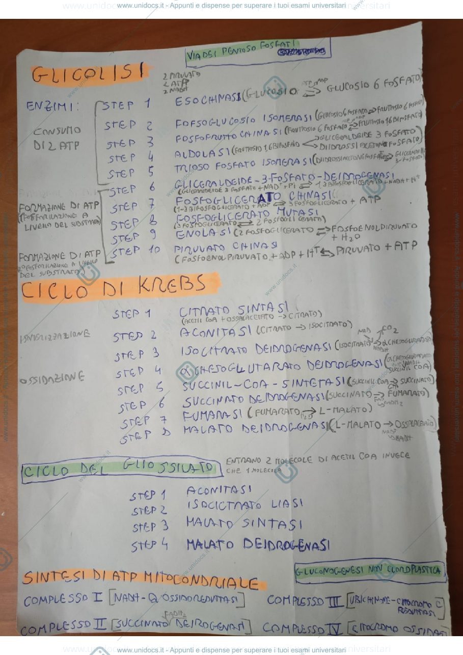 Anteprima pagina 1 — glicolisi, via dei pentosi fosfati,  ciclo di Krebs, ciclo del Gliossilato, sintesi di ATP mitocondriale, Gluconogenesi non cloroplastica