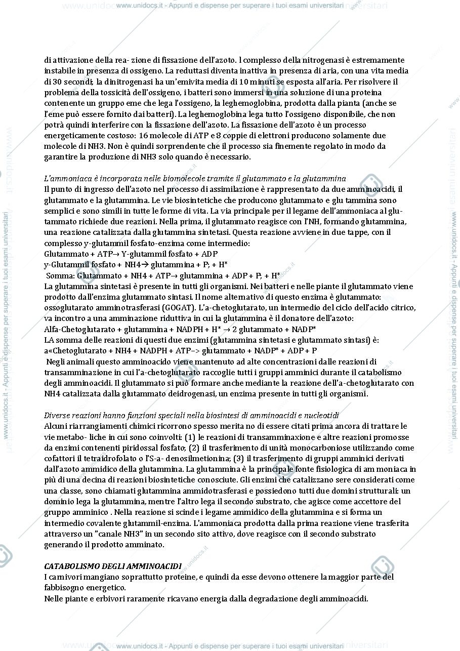 Anteprima pagina 2 — metabolismo dell'azoto