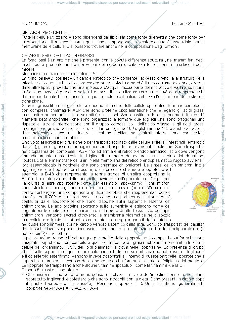 Anteprima pagina 1 — metabolismo dei lipidi