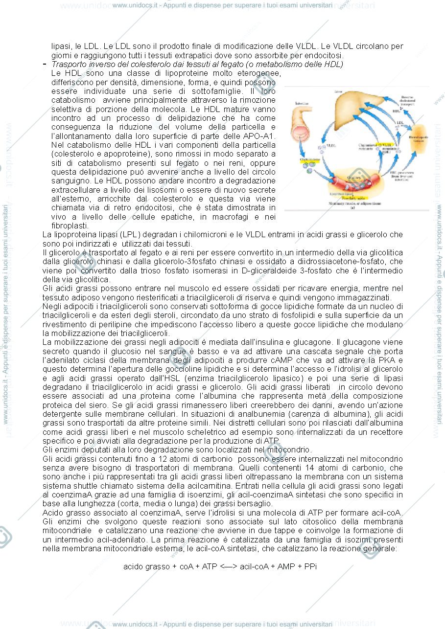 Anteprima pagina 3 — metabolismo dei lipidi