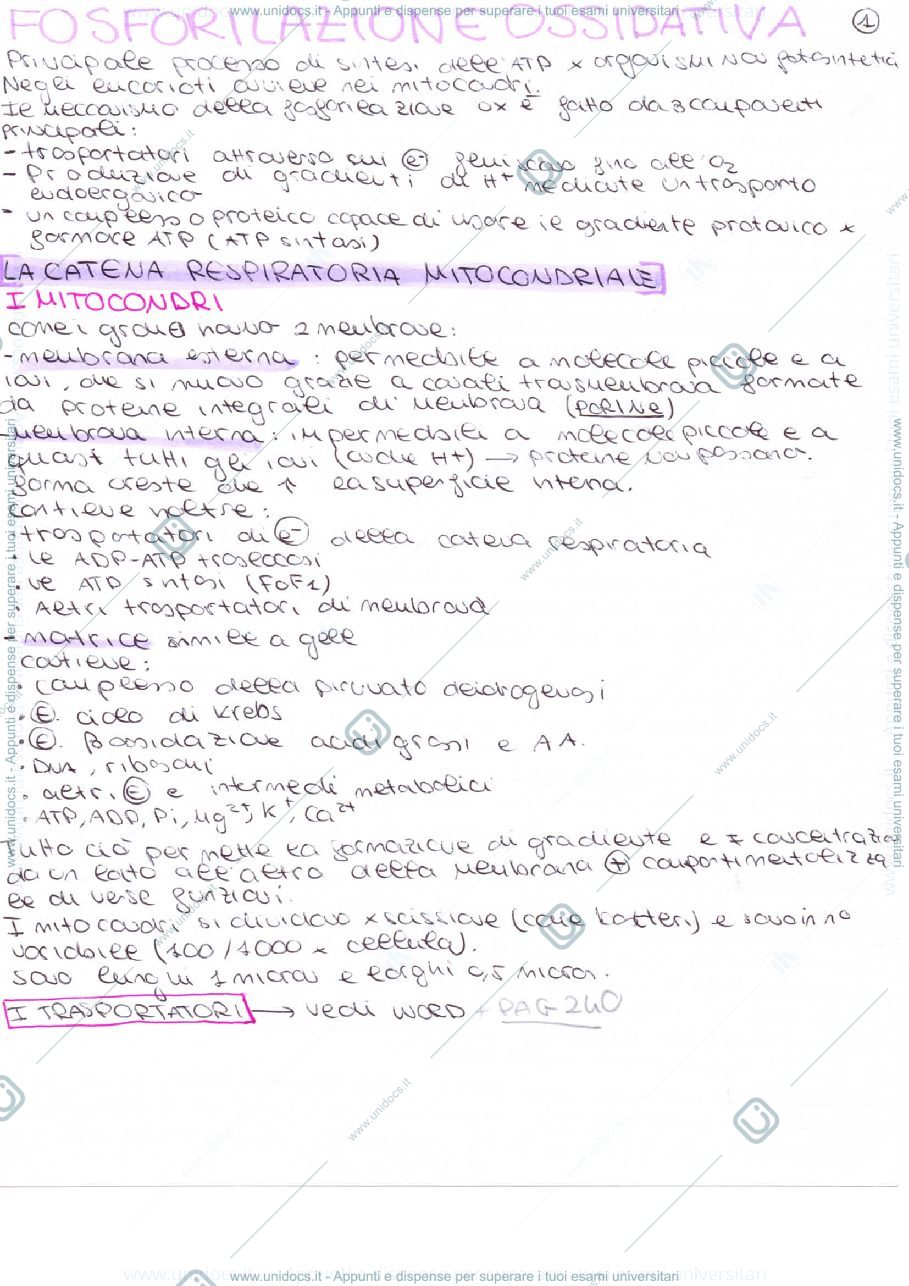 Anteprima pagina 1 — fosforilazione ossidativa