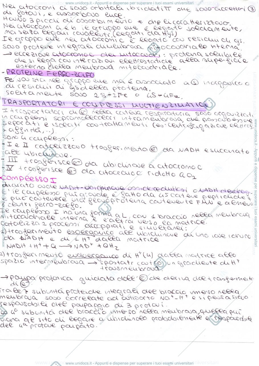 Anteprima pagina 3 — fosforilazione ossidativa