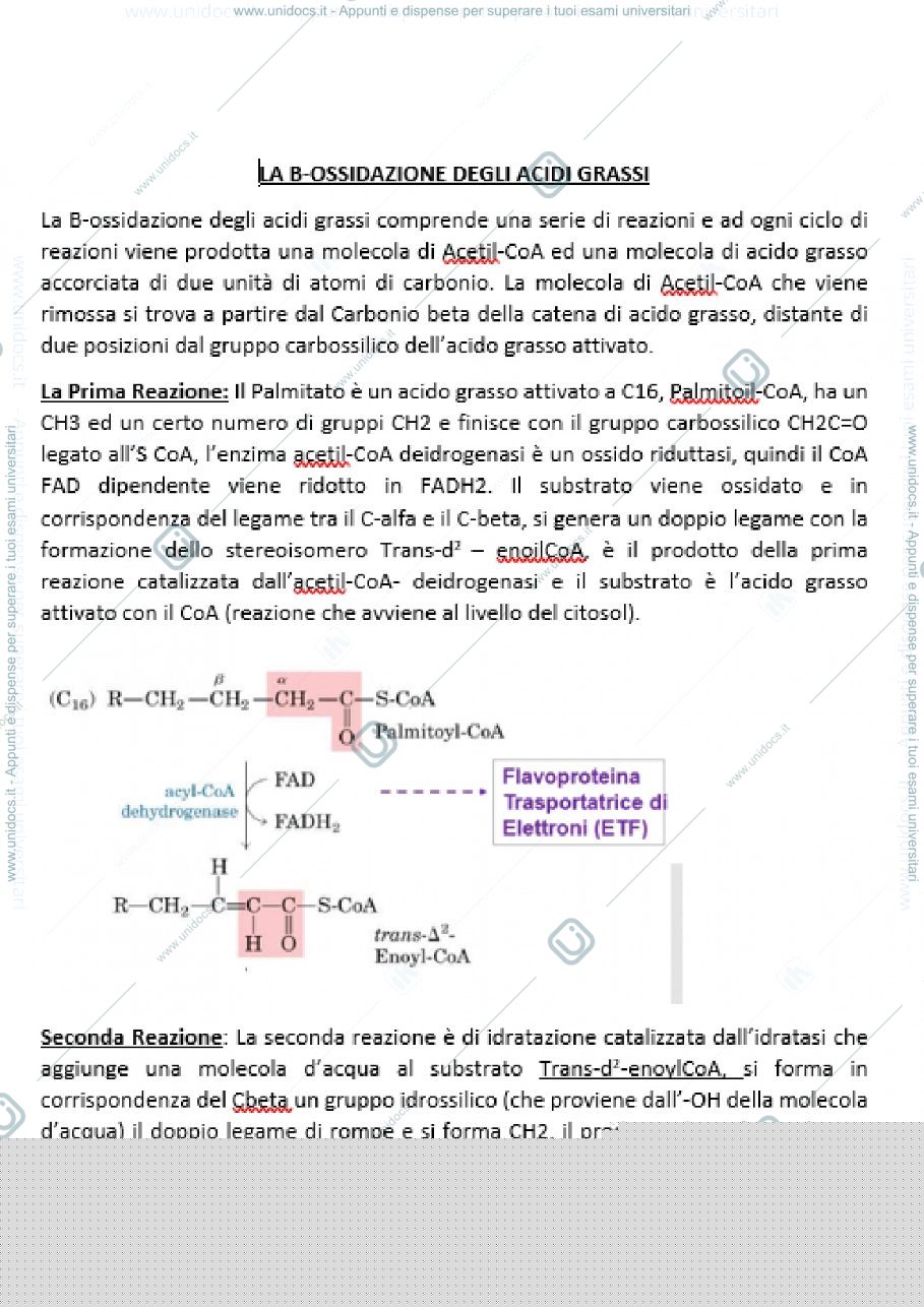 Anteprima pagina 1 — B-OSSIDAZIONE DEGLI ACIDI GRASSI