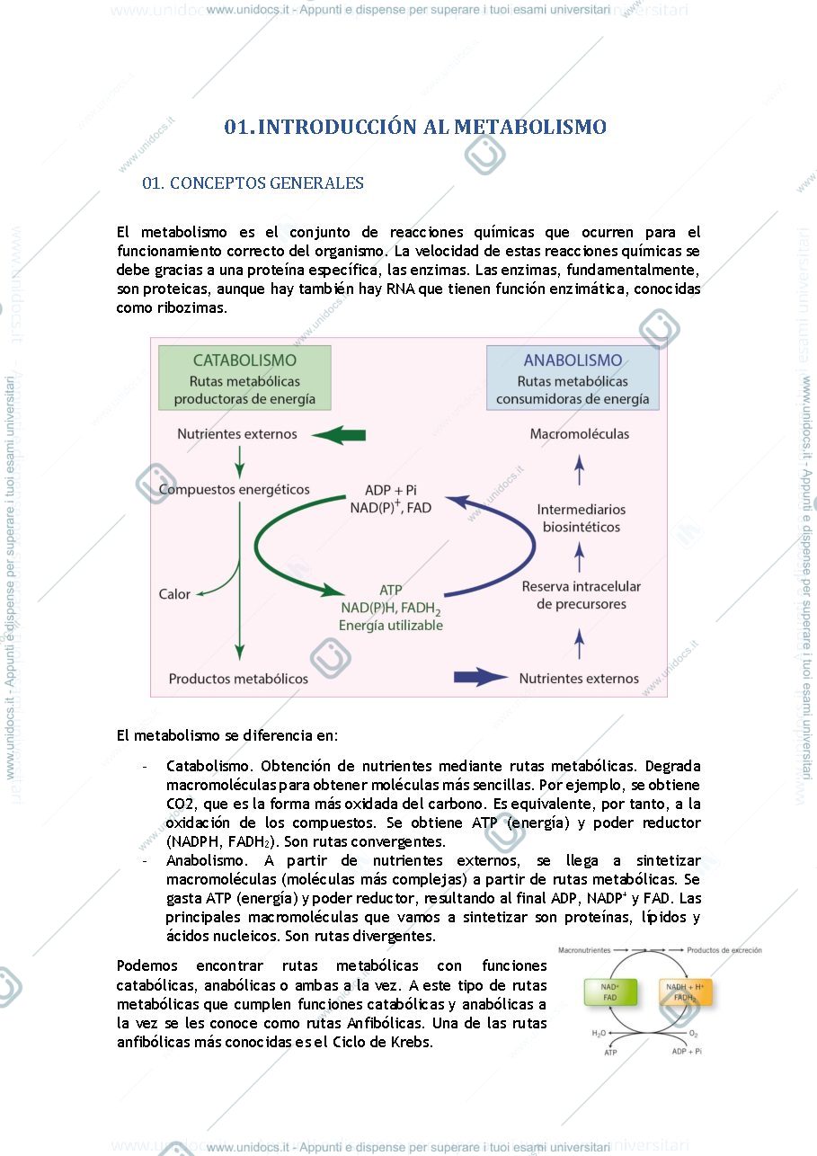 Anteprima pagina 1 — Apuntes bioquímica metabólica 