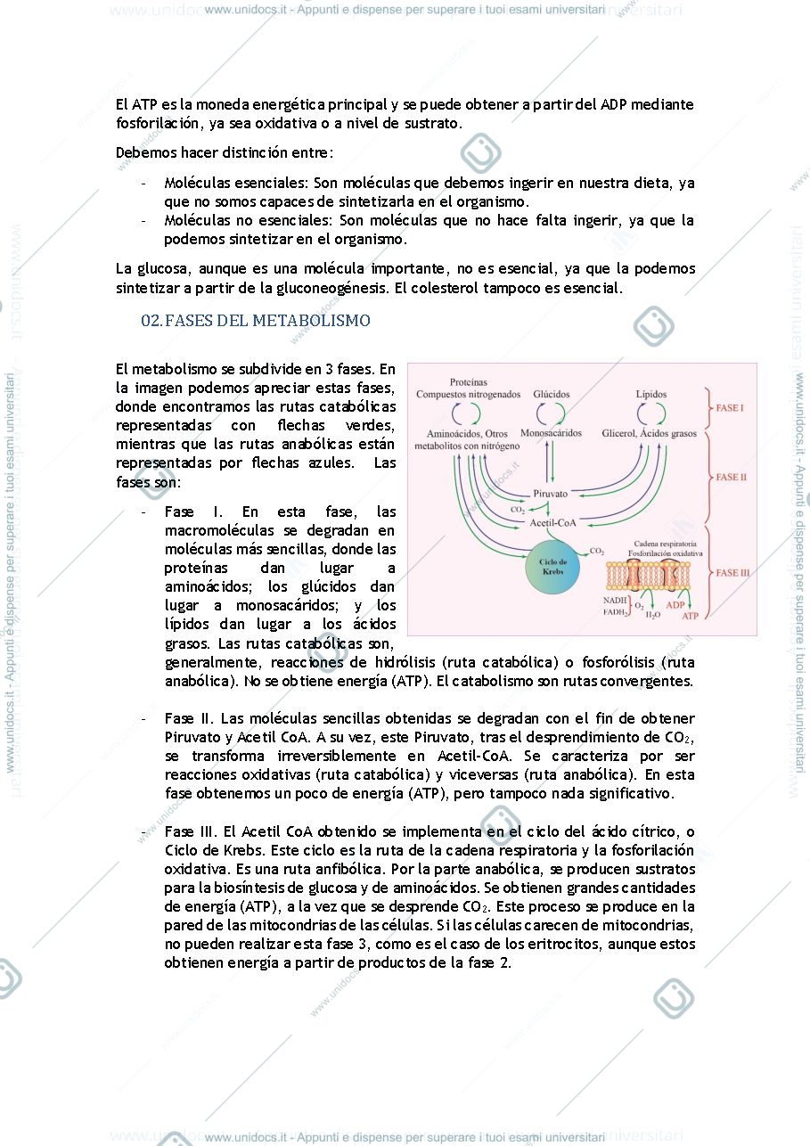 Anteprima pagina 2 — Apuntes bioquímica metabólica 