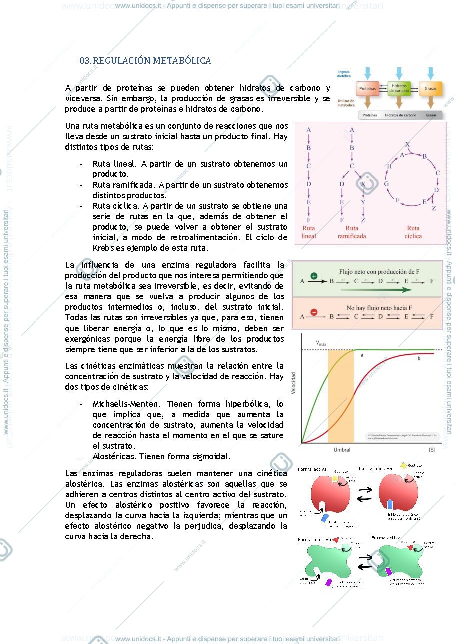Anteprima pagina 3 — Apuntes bioquímica metabólica 