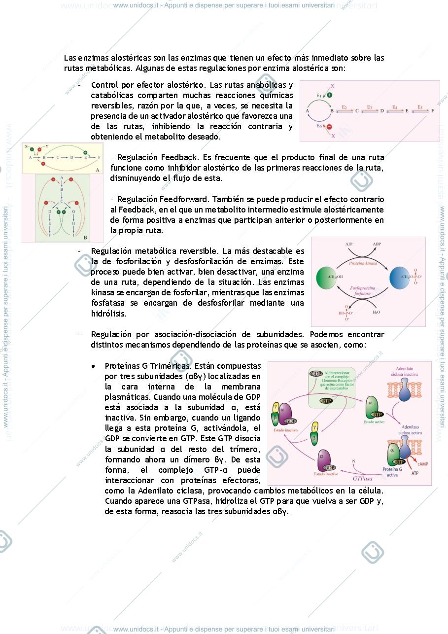 Anteprima pagina 4 — Apuntes bioquímica metabólica 