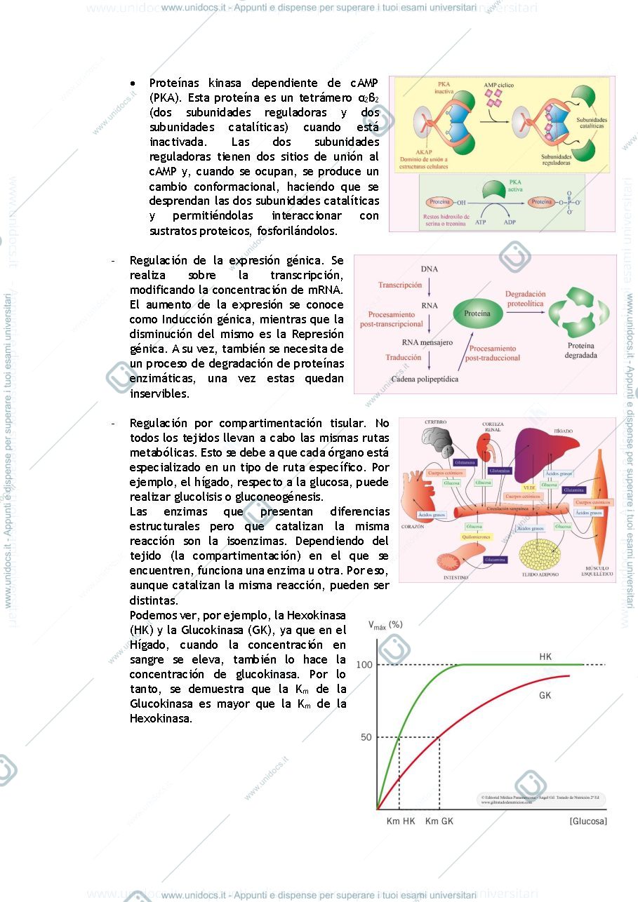 Anteprima pagina 5 — Apuntes bioquímica metabólica 