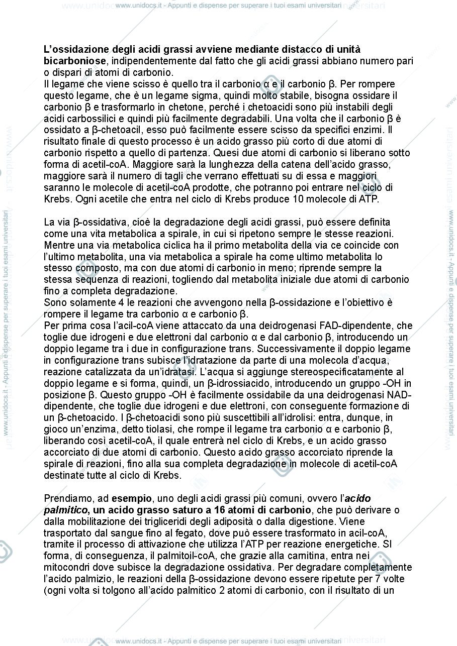 Anteprima pagina 3 — Biochimica metabolica - seconda parte