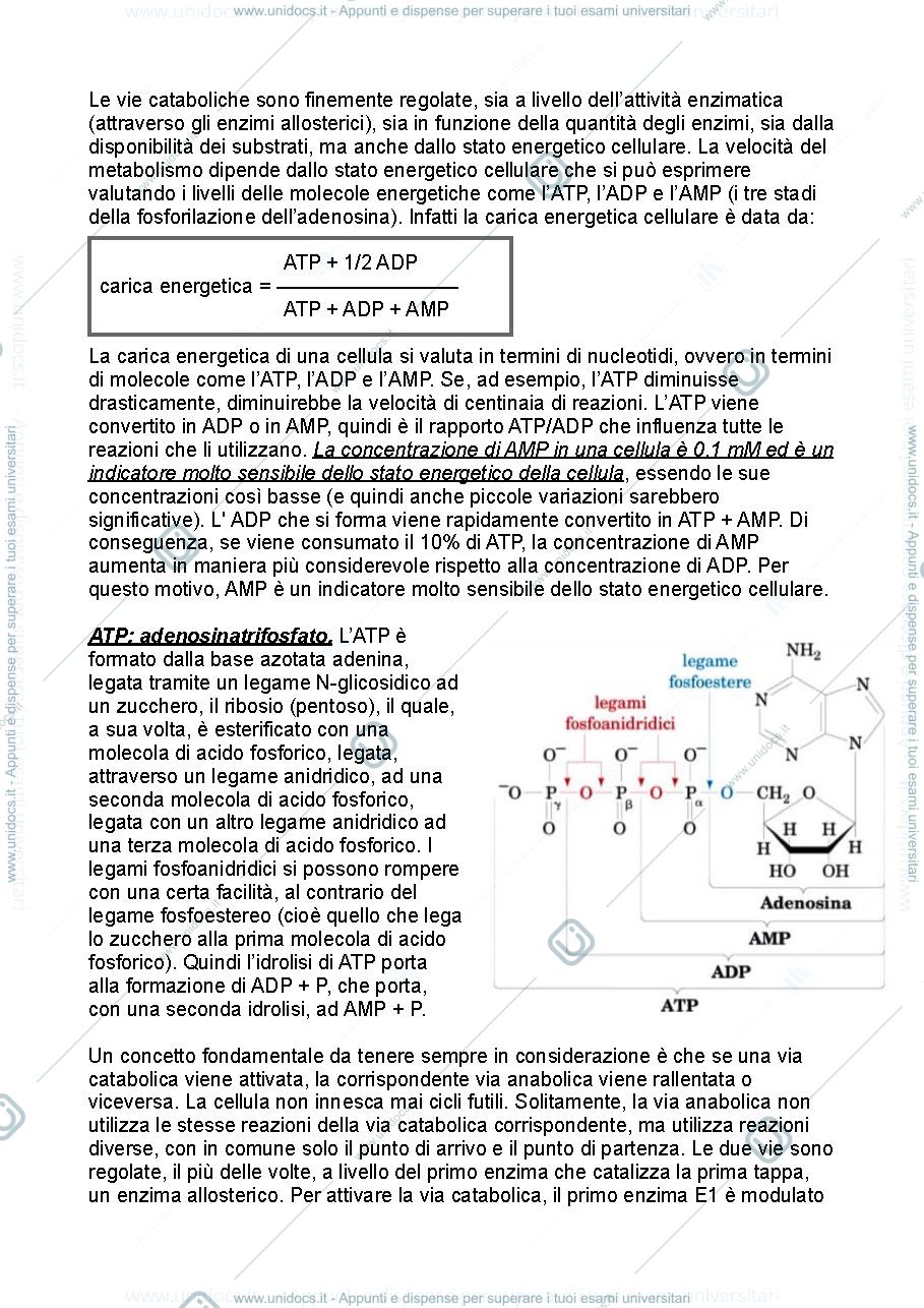 Anteprima pagina 2 — Biochimica metabolica prima parte