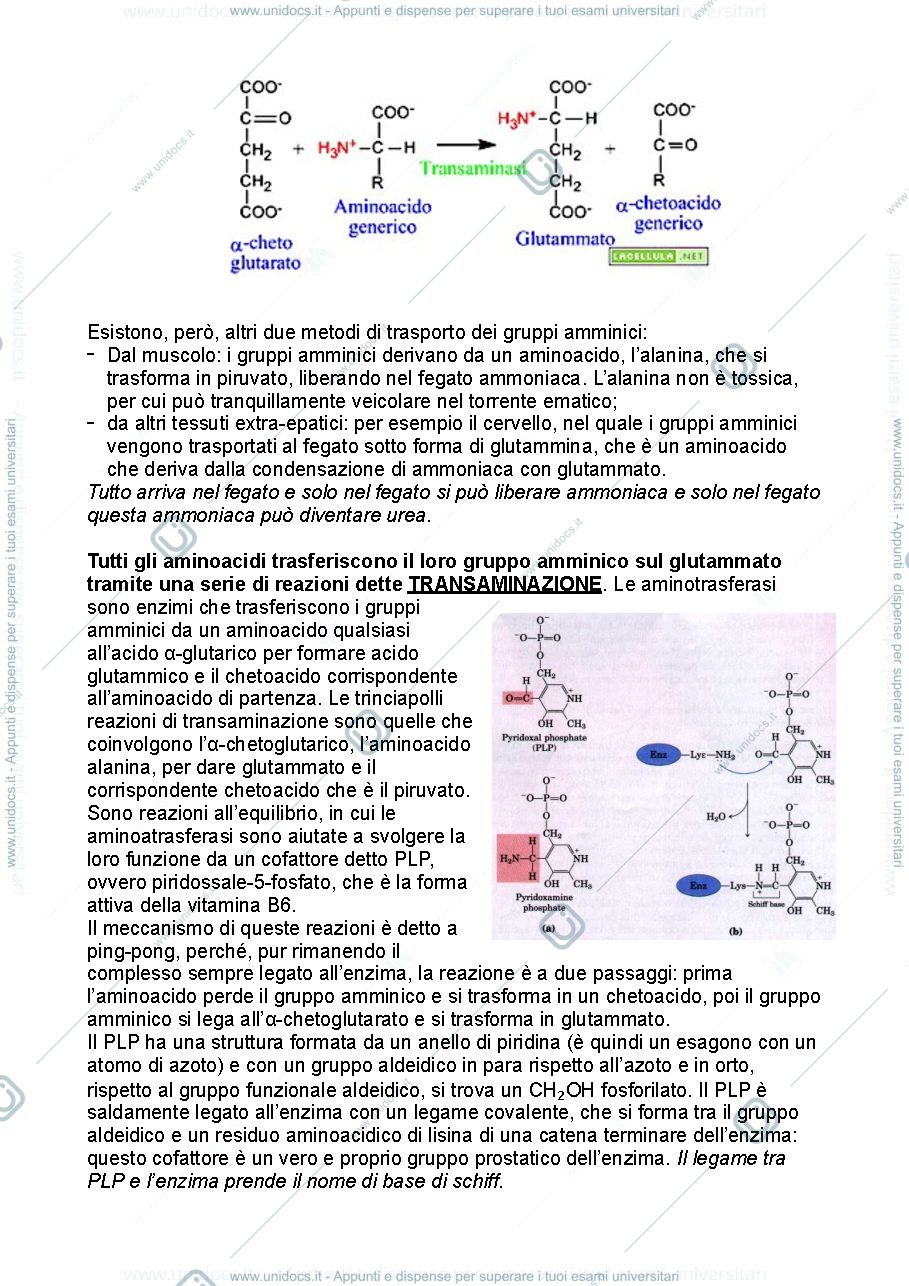 Anteprima pagina 2 — Biochimica metabolica - parte terza