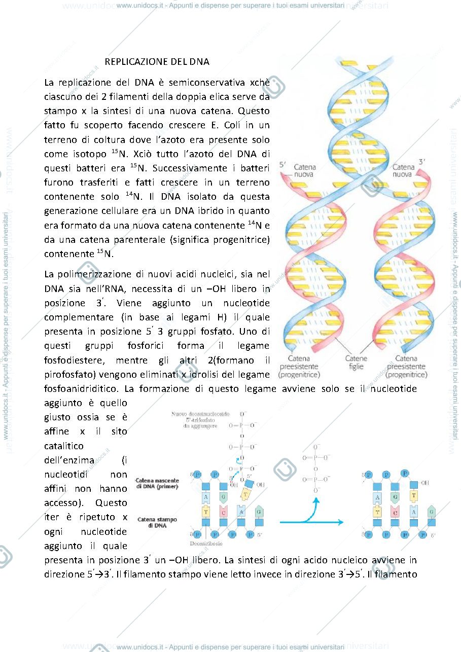 Anteprima pagina 1 — replicazione del DNA