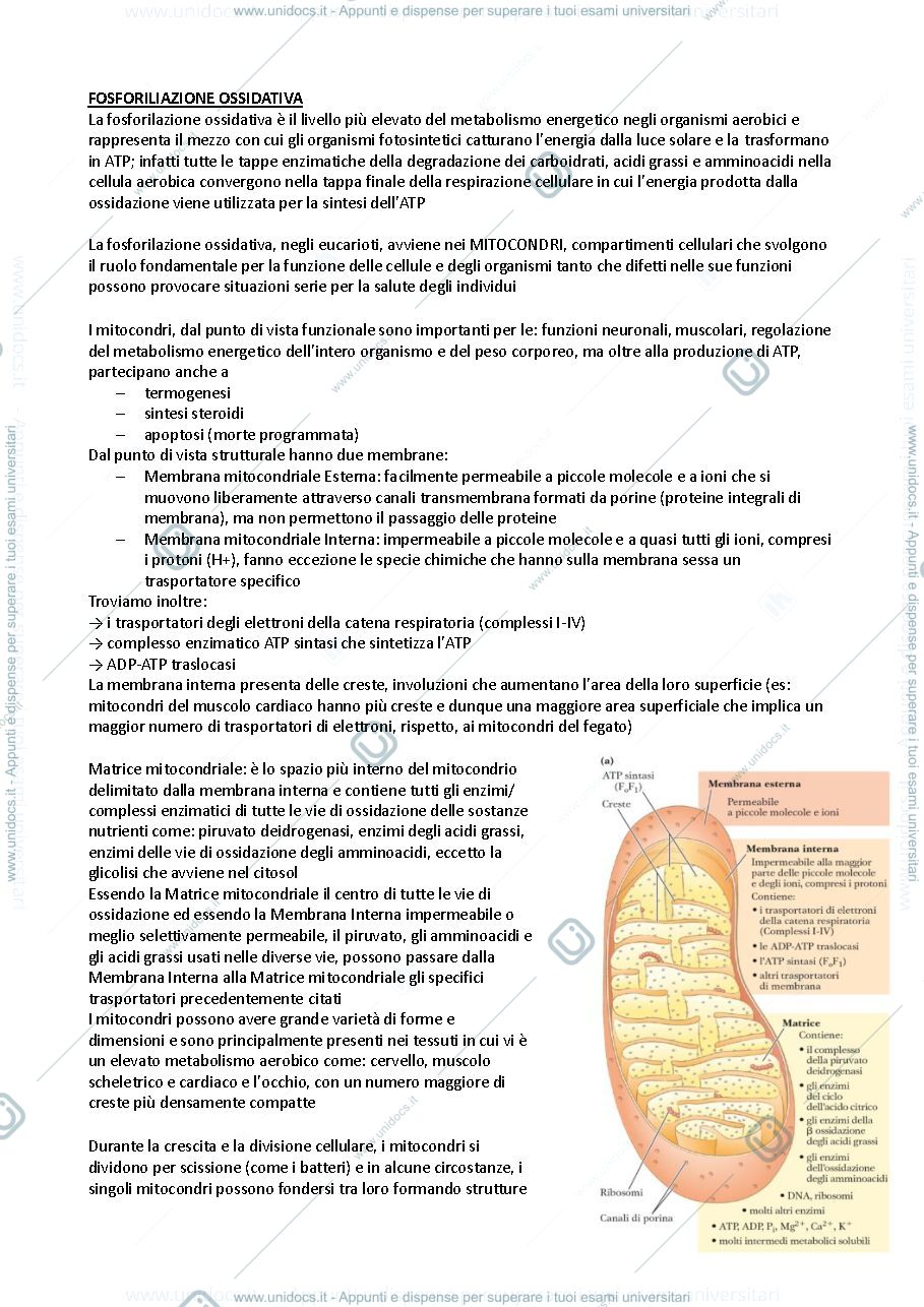 Anteprima pagina 1 — Fosforilazione ossidativa 