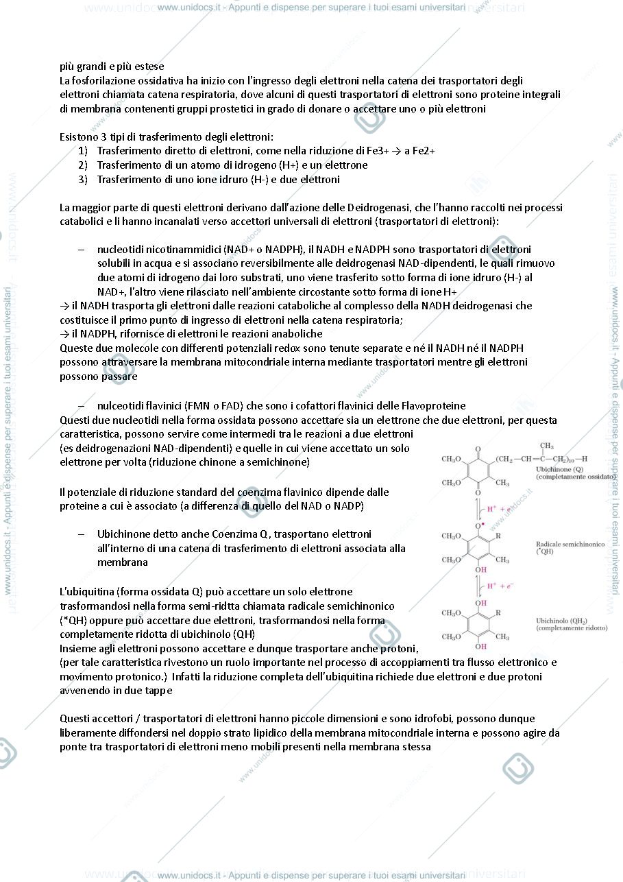 Anteprima pagina 2 — Fosforilazione ossidativa 