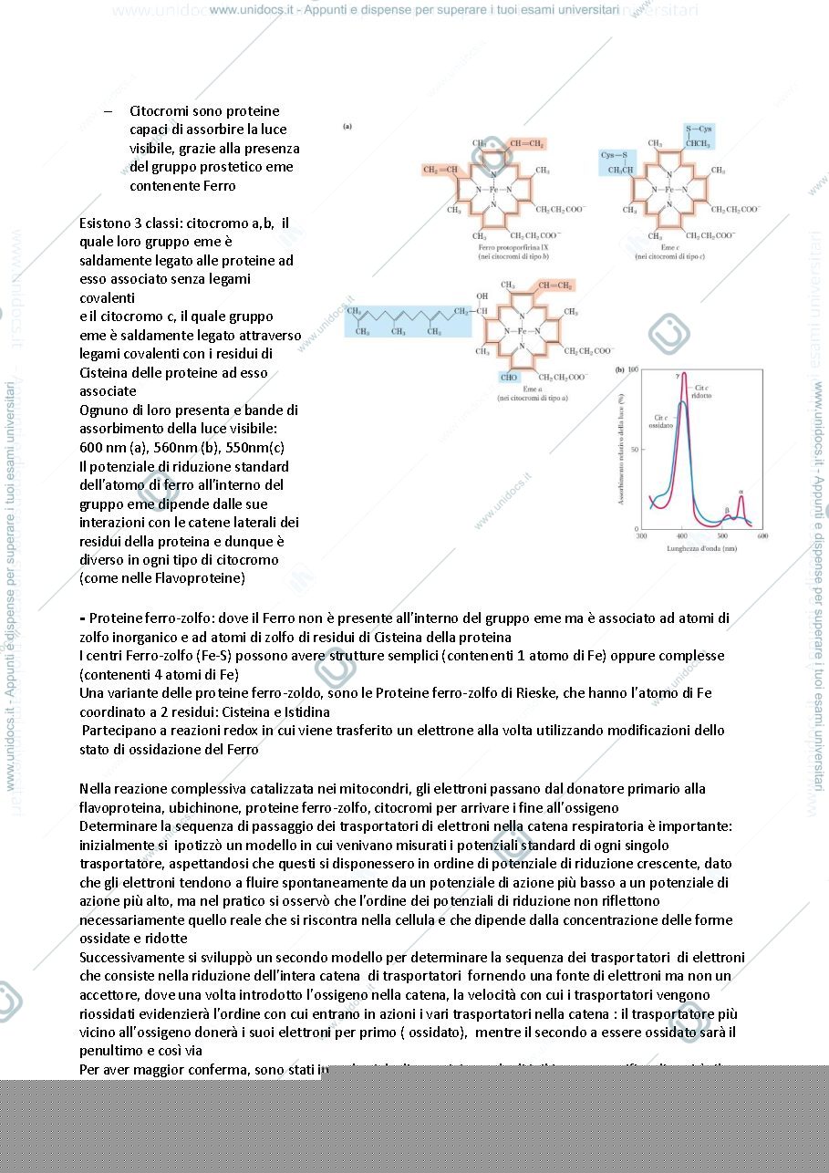 Anteprima pagina 3 — Fosforilazione ossidativa 