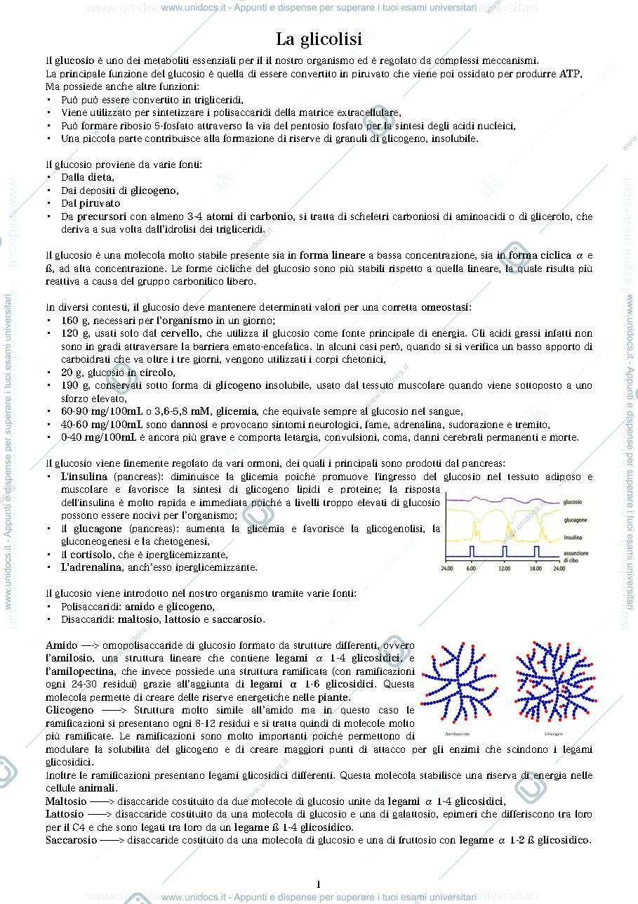 Anteprima pagina 1 — la glicolisi 