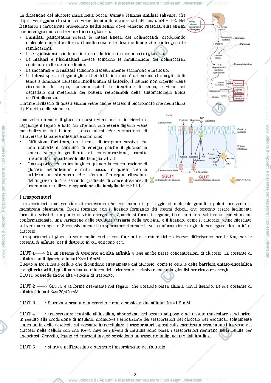 Anteprima pagina 2 — la glicolisi 